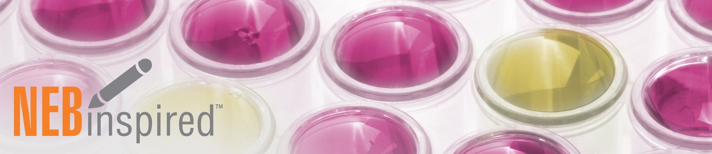 Lab plate with wells colored pink and yellow