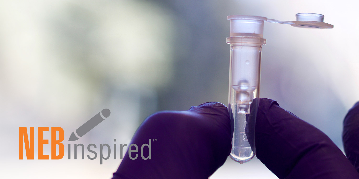 High Molecular Weight (HMW) DNA Extraction minimizing a bottleneck