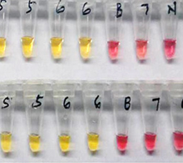 Colorimetric LAMP results from COVID-19 patients