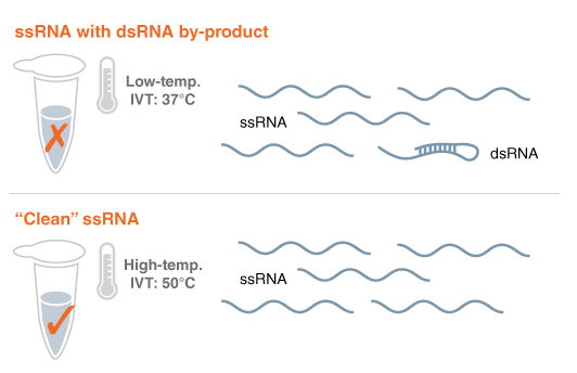 RNA Polymerase for low immunogenicity