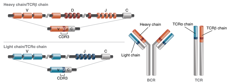 BCR and TCR V(D)J recombination 