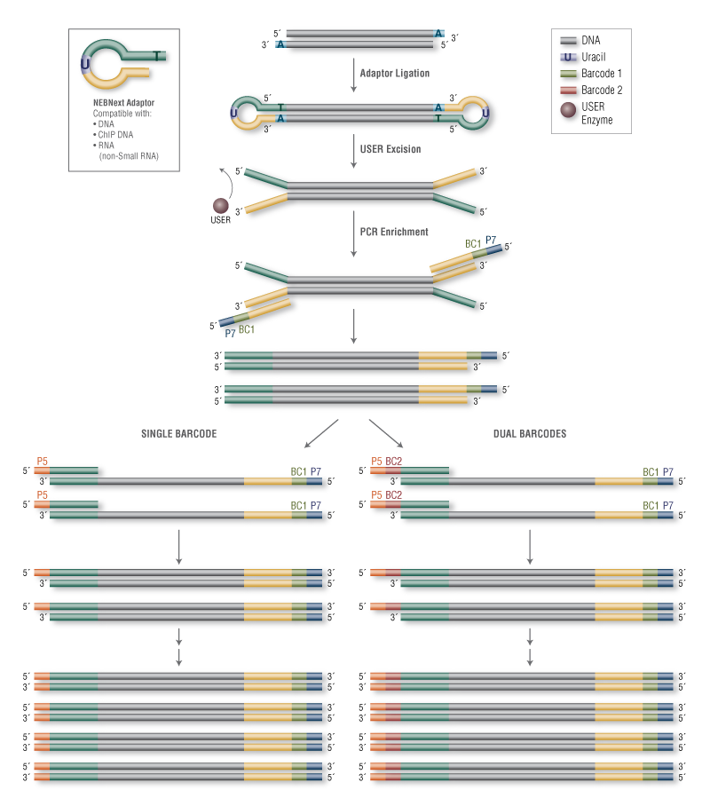 Primer Cross Reference Chart