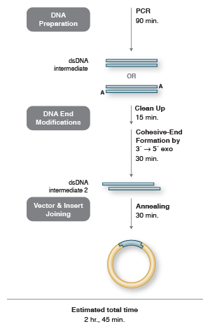 ligation independent cloning lic neb