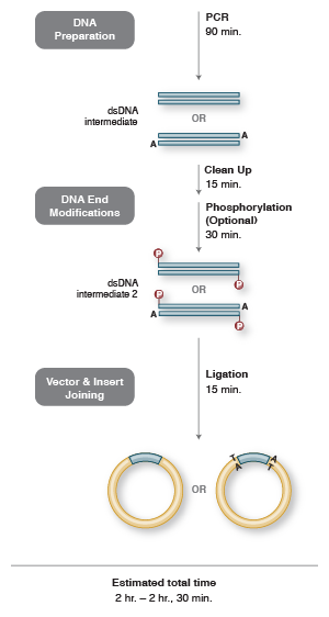 PCR Cloning Method | NEB