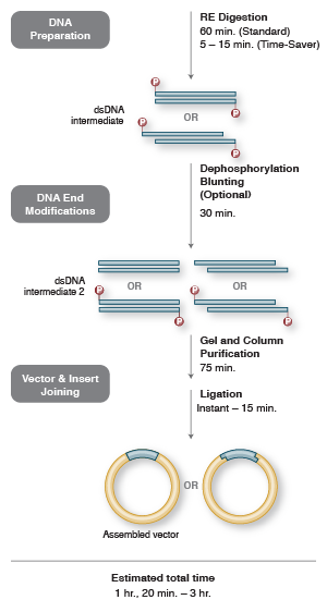Traditional Cloning | Neb