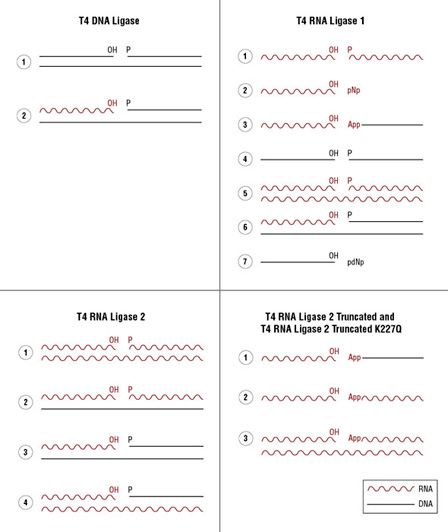 Dna Ligase Products Neb