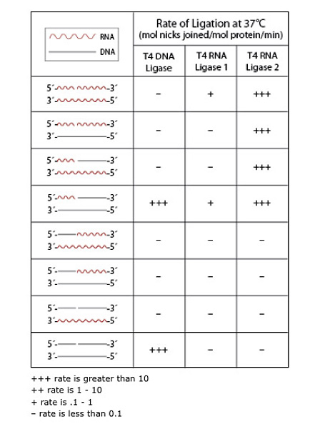 dna ligase products neb