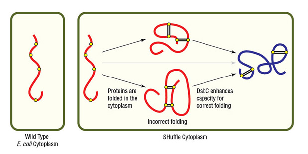 “Expression of protein with multiple disulfide bonds using SHuffle Competent E. coli”