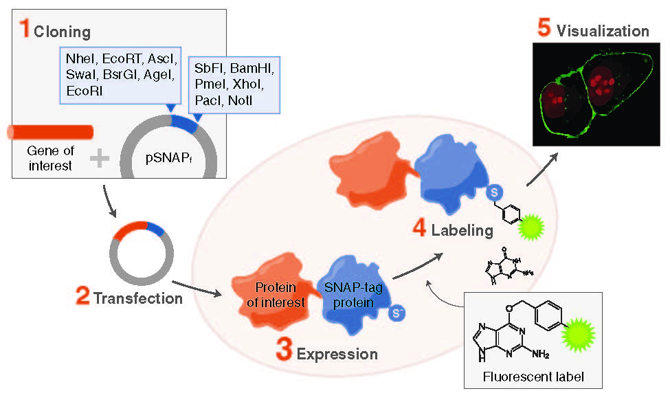 SNAPtag® Technologies Tools to Study Protein Function NEB