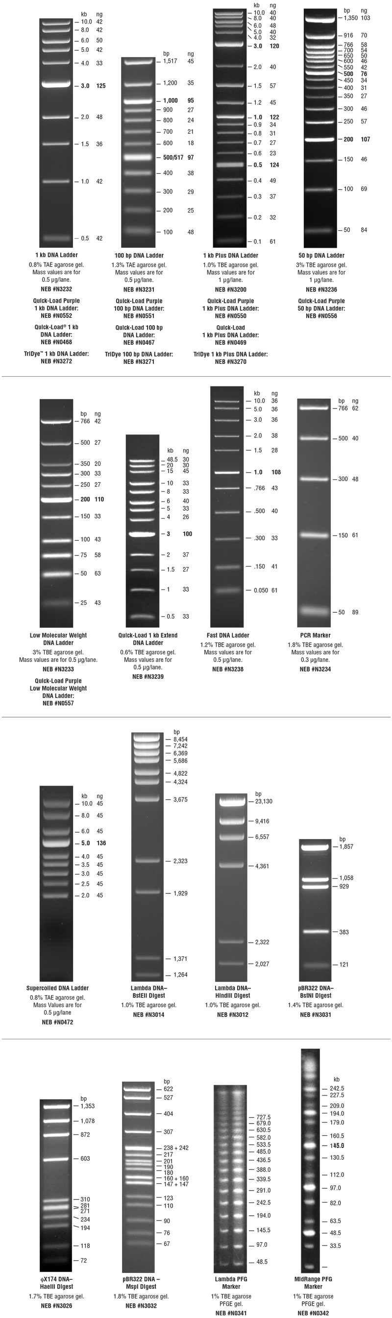 DNA Markers and Ladders NEB