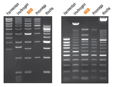 Dna Markers And Ladders Neb