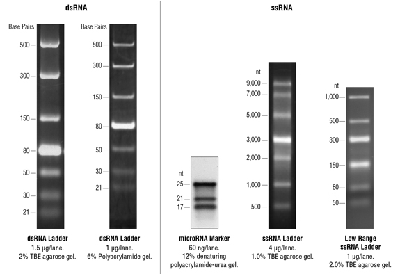 Invitrogen Gel Migration Chart