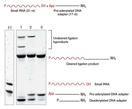 rna ligases neb