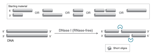 Dnase I Rnase Free Neb