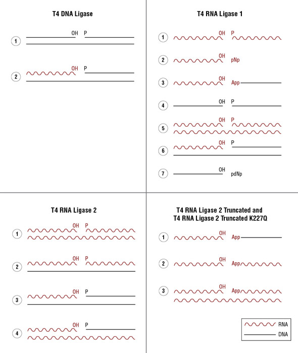 Dna Ligase Products Neb