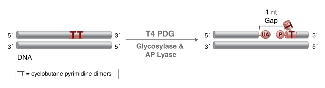 T4 PDG Endonuclease V) |