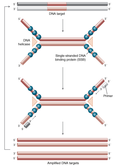 Helicase-Dependent Amplification Workflow