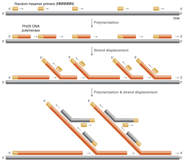 Whole Genome Amplification & Multiple Displacement Amplification NEB