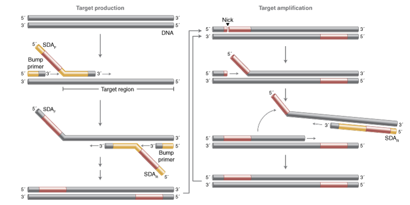 strand displacement amplification