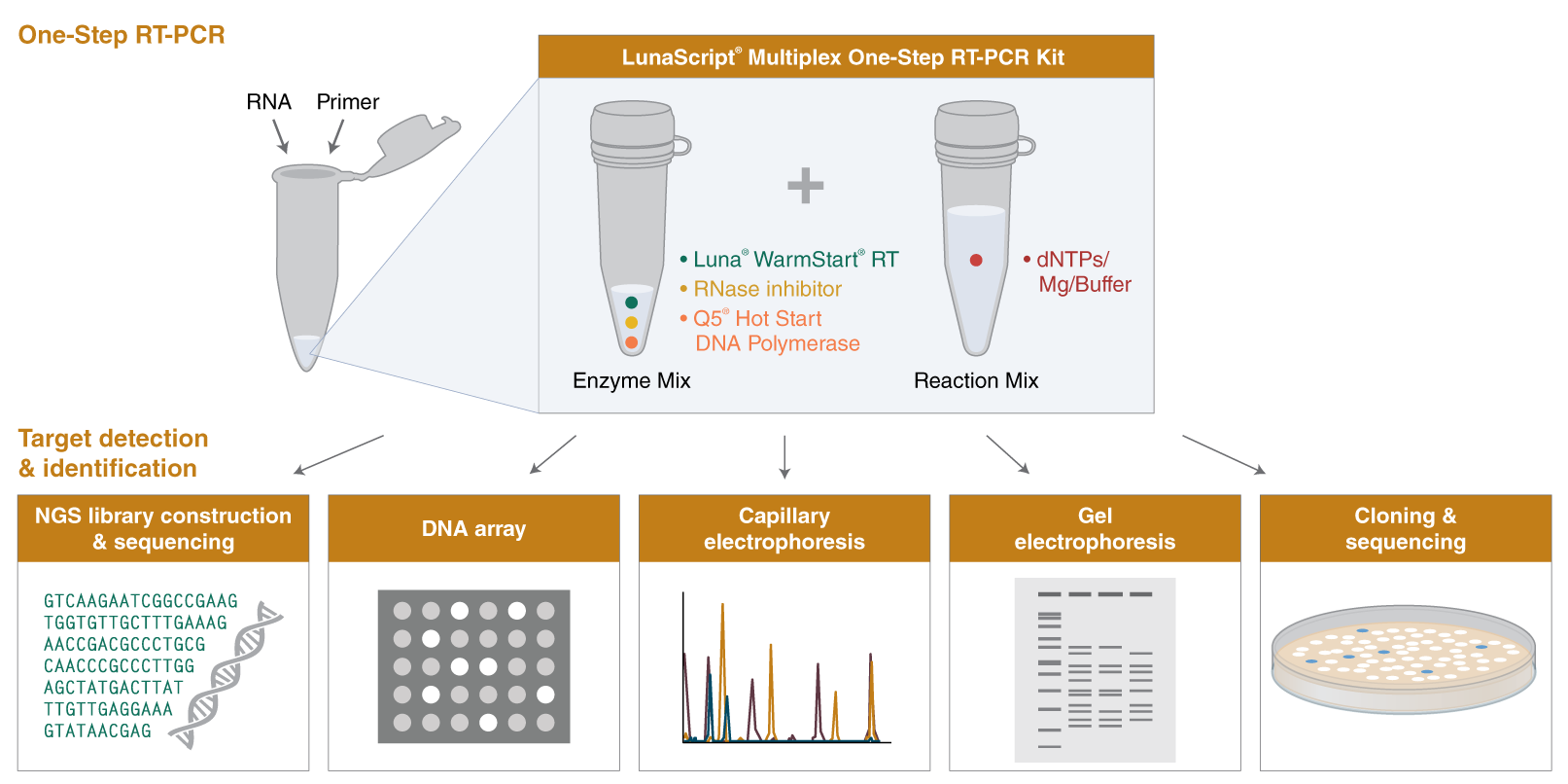 Refinement Lagring lærred LunaScript® Multiplex One-Step RT-PCR Kit | NEB