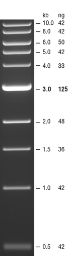 dna markers and ladders neb