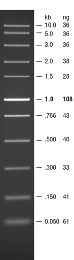 Dna Markers And Ladders Neb Dna Markers And Ladders Neb