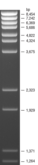 neb