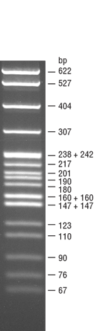 Dna Markers And Ladders Neb