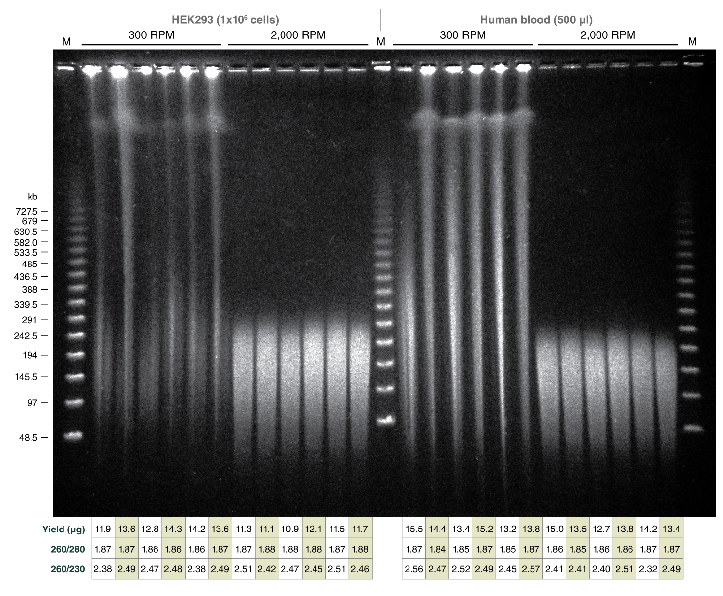 Monarch Hmw Dna Extraction Kit For Cells Blood Neb