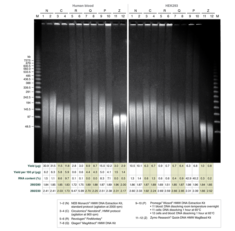 High Molecular Weight Dna Extraction Neb