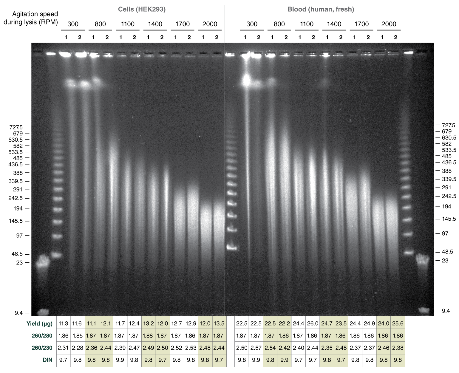 Monarch Hmw Dna Extraction Kit For Cells Blood Neb