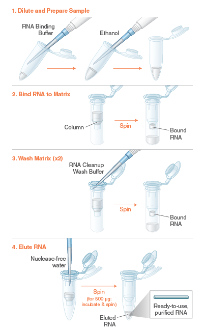 monarch rna cleanup kit 10 µg neb