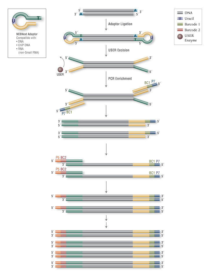 NEBNext® Multiplex Oligos for Illumina® (96 Unique Dual Index Primer