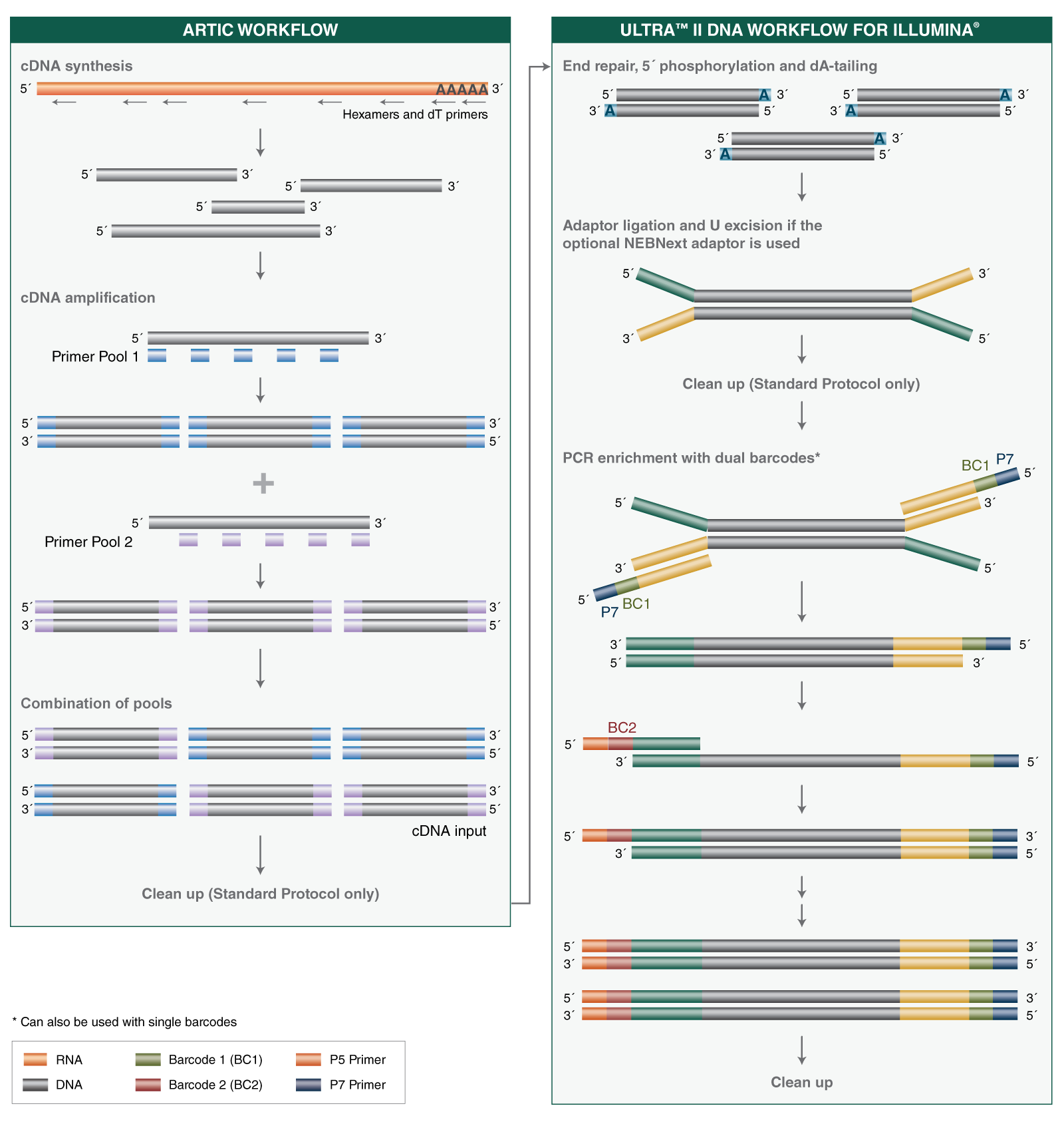 NEBNext® ARTIC SARSCoV2 Library Prep Kit (Illumina®) NEB