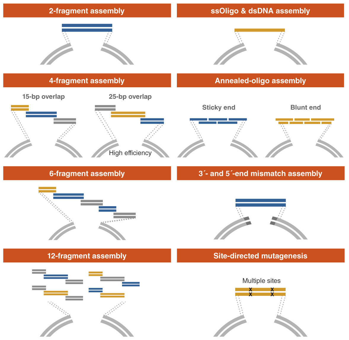 ubemandede beundring Gensidig NEBuilder® HiFi DNA Assembly Master Mix | Gene Assembly | NEB