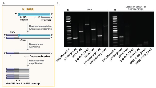 Template Switching RT Enzyme Mix NEB