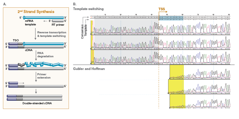 Template Switching Rt Enzyme Mix Neb
