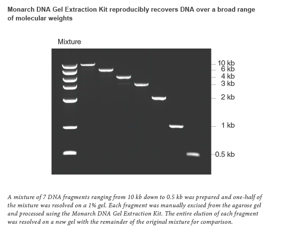 dna cleanup and gel extraction