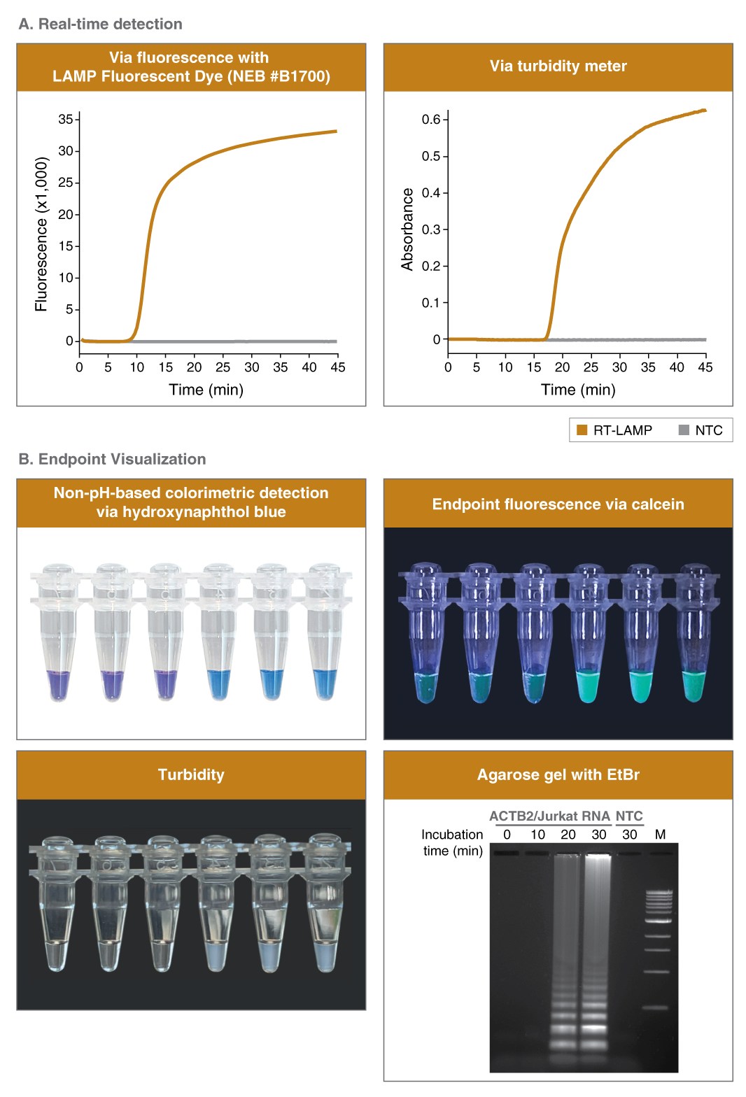 WarmStart® LAMP Kit (DNA & RNA) NEB