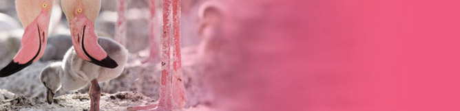 OneTaq_Ban_668x162