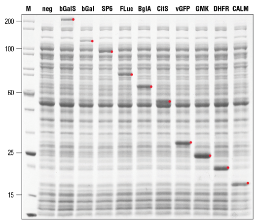 Nebexpress Cell Free Ecoli Protein Synthesis System Neb
