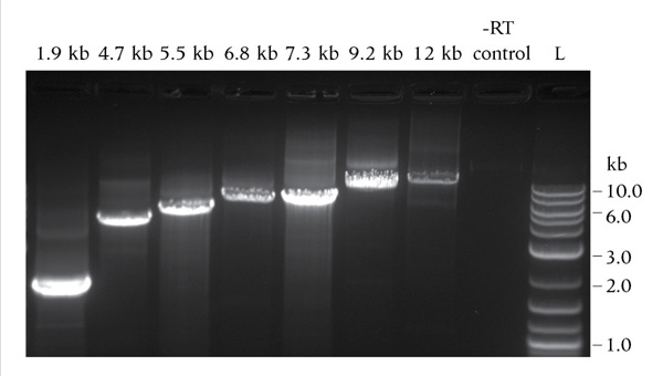reverse transcriptases neb