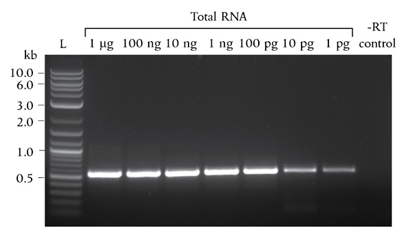 reverse transcriptases neb