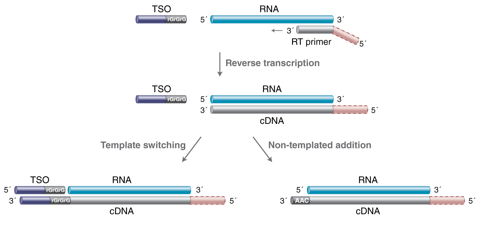 Template switching of reverse transcriptase NEB