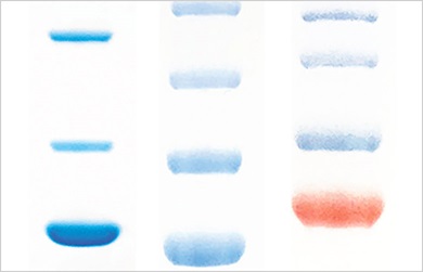 ProteinLadder21_SO_390x251