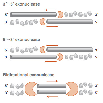 3 5 Exonuclease Activity Mechanism