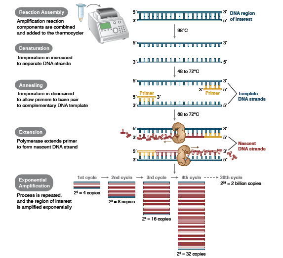 FA_Cloning_Figure2