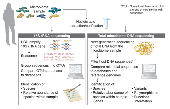 Addressing Challenges In Microbiome Dna Analysis Neb