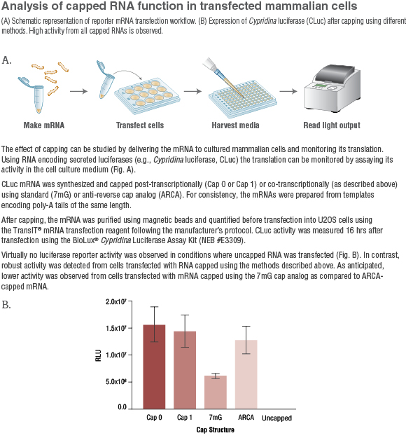 “Analysis of capped RNA in mammalian cells