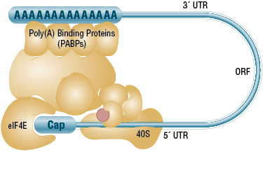 mRNA translation initiation loop